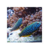 files/bpk-farm-live-stock-leopard-wrasse-40517412192486.jpg