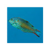 BPK Farm LIVE STOCK Leopard Wrasse