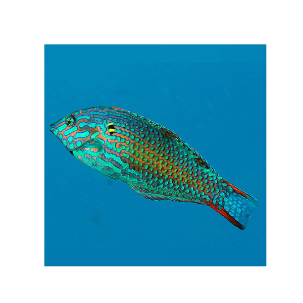 BPK Farm LIVE STOCK Leopard Wrasse