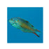 files/bpk-farm-live-stock-leopard-wrasse-40517412651238.jpg