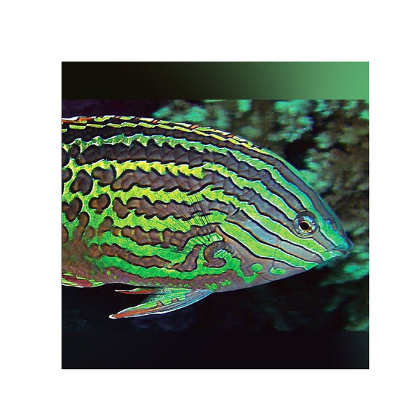 BPK Farm LIVE STOCK Leopard Wrasse