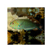 BPK Farm LIVE STOCK Leopard Wrasse - (Macropharyngodon meleagris)