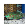 BPK Farm LIVE STOCK Leopard Wrasse - (Macropharyngodon meleagris)