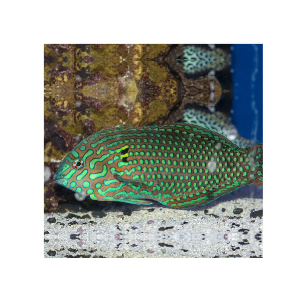 BPK Farm LIVE STOCK Leopard Wrasse - (Macropharyngodon meleagris)