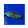 BPK Farm LIVE STOCK Leopard Wrasse - (Macropharyngodon meleagris)