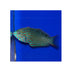 files/bpk-farm-live-stock-leopard-wrasse-macropharyngodon-meleagris-40530223792358.jpg