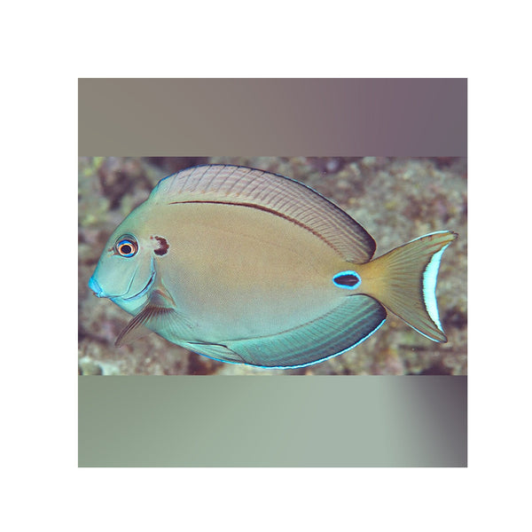 BPK Farm LIVE STOCK Lieutenant Tang - (Acanthurus tennenti)