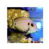 BPK Farm LIVE STOCK Lieutenant Tang - (Acanthurus tennenti)