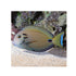 BPK Farm LIVE STOCK Lieutenant Tang - (Acanthurus tennenti)