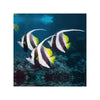 BPK Farm LIVE STOCK Longfin Bannerfish