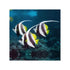 files/bpk-farm-live-stock-longfin-bannerfish-40629389328614.jpg