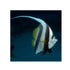 files/bpk-farm-live-stock-longfin-bannerfish-40629389361382.jpg