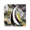 BPK Farm LIVE STOCK Longfin Bannerfish