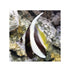 BPK Farm LIVE STOCK Longfin Bannerfish