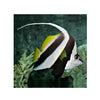 BPK Farm LIVE STOCK Longfin Bannerfish