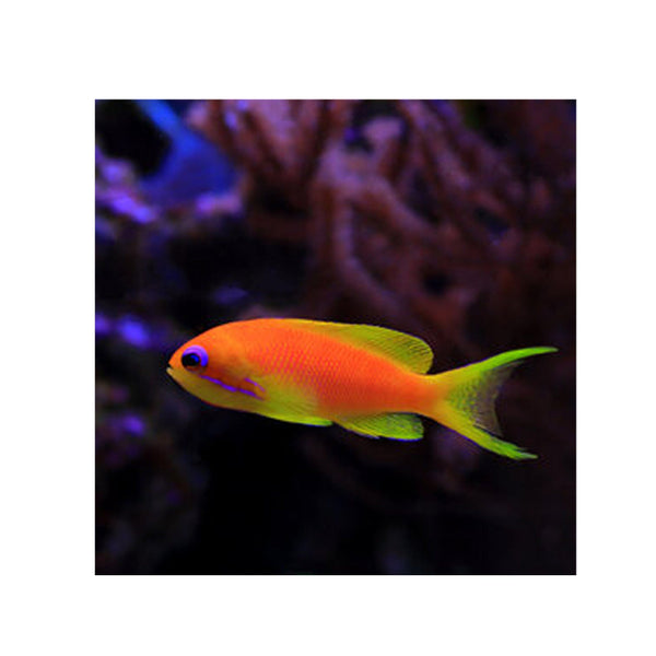 BPK Farm LIVE STOCK Lyretail Anthias - (Pseudanthias squamipinnis)