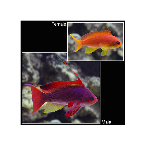 BPK Farm LIVE STOCK Lyretail Anthias - (Pseudanthias squamipinnis)