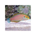 BPK Farm LIVE STOCK Male Moyer's Leopard Wrasse -