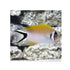 BPK Farm LIVE STOCK Masked Swallowtail Angelfish