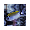 BPK Farm LIVE STOCK Masked Swallowtail Angelfish - (Genicanthus semifasciatus)