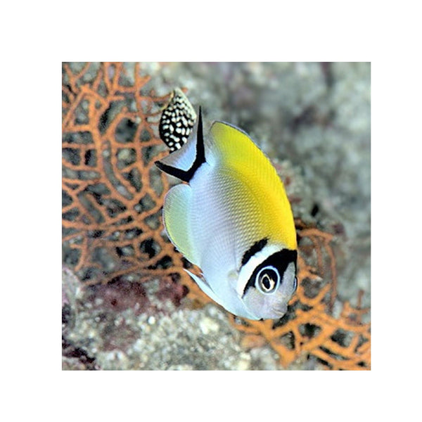 BPK Farm LIVE STOCK Masked Swallowtail Angelfish - (Genicanthus semifasciatus)