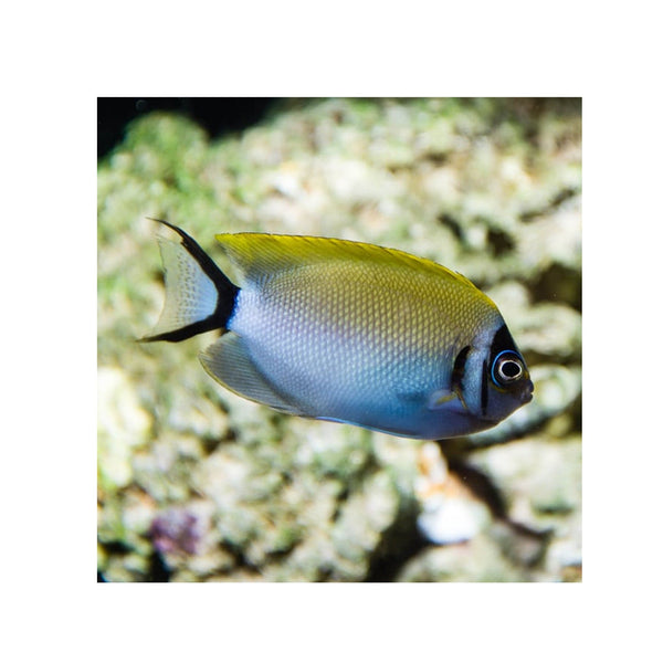 BPK Farm LIVE STOCK Masked Swallowtail Angelfish - (Genicanthus semifasciatus)