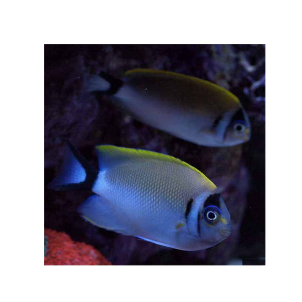 BPK Farm LIVE STOCK Masked Swallowtail Angelfish - (Genicanthus semifasciatus)