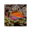 BPK Farm LIVE STOCK McCosker's Flasher Wrasse