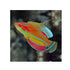 files/bpk-farm-live-stock-mccosker-s-flasher-wrasse-40541065085158.jpg