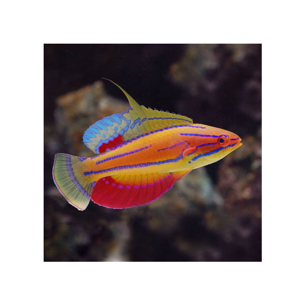 BPK Farm LIVE STOCK McCosker's Flasher Wrasse