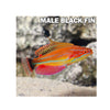 BPK Farm LIVE STOCK McCosker's Flasher Wrasse