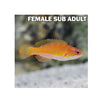 BPK Farm LIVE STOCK McCosker's Flasher Wrasse