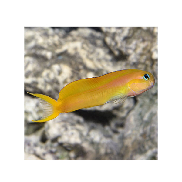 BPK Farm LIVE STOCK Midas Blenny