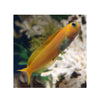 BPK Farm LIVE STOCK Midas Blenny