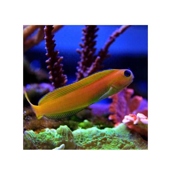 BPK Farm LIVE STOCK Midas Blenny