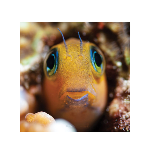 BPK Farm LIVE STOCK Midas Blenny