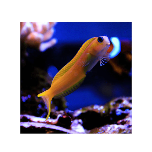 BPK Farm LIVE STOCK Midas Blenny