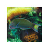 BPK Farm LIVE STOCK Moon Wrasse - (Thalassoma lunare)