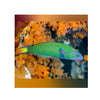 BPK Farm LIVE STOCK Moon Wrasse - (Thalassoma lunare)