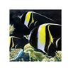 BPK Farm LIVE STOCK Moorish Idol