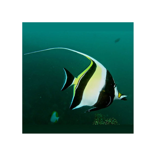 BPK Farm LIVE STOCK Moorish Idol