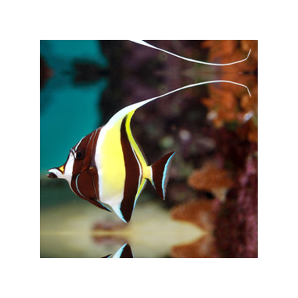 BPK Farm LIVE STOCK Moorish Idol