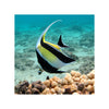 BPK Farm LIVE STOCK Moorish Idol