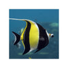 BPK Farm LIVE STOCK Moorish Idol