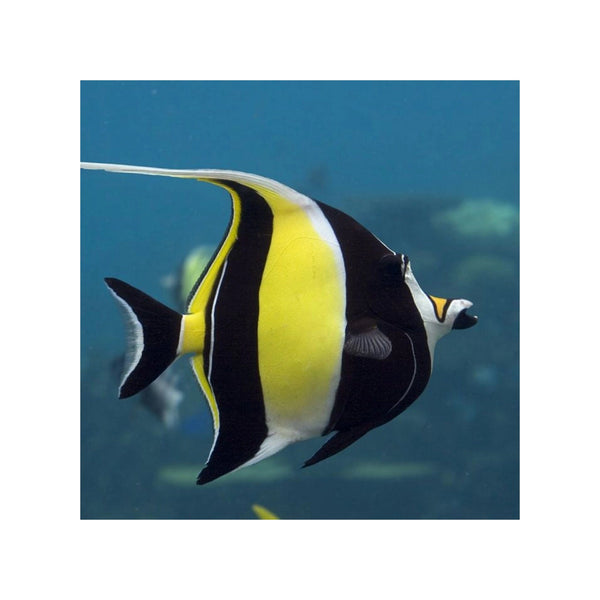 BPK Farm LIVE STOCK Moorish Idol