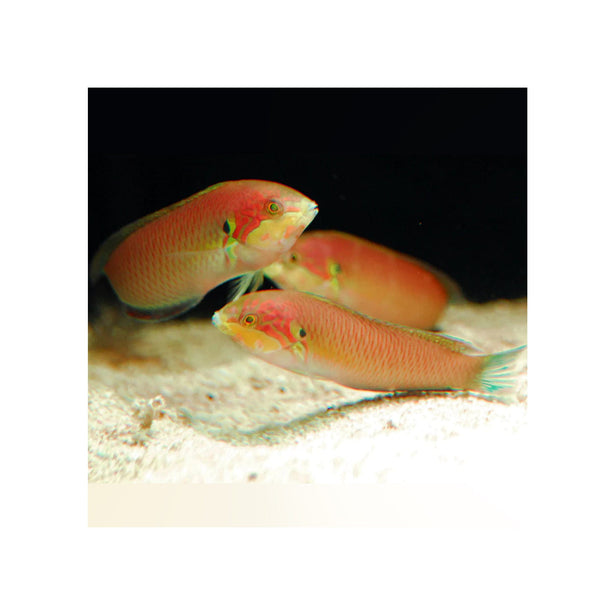 BPK Farm LIVE STOCK Moyer's Leopard Wrasse -