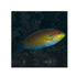 files/bpk-farm-live-stock-moyer-s-leopard-wrasse-40486598050022.jpg