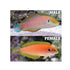 files/bpk-farm-live-stock-moyer-s-leopard-wrasse-40486598115558.jpg