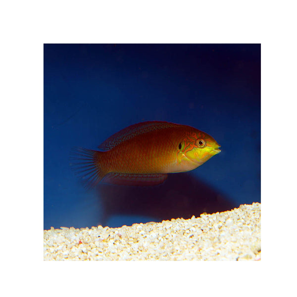 BPK Farm LIVE STOCK Moyer's Leopard Wrasse -