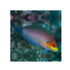 files/bpk-farm-live-stock-moyer-s-leopard-wrasse-40486598344934.jpg